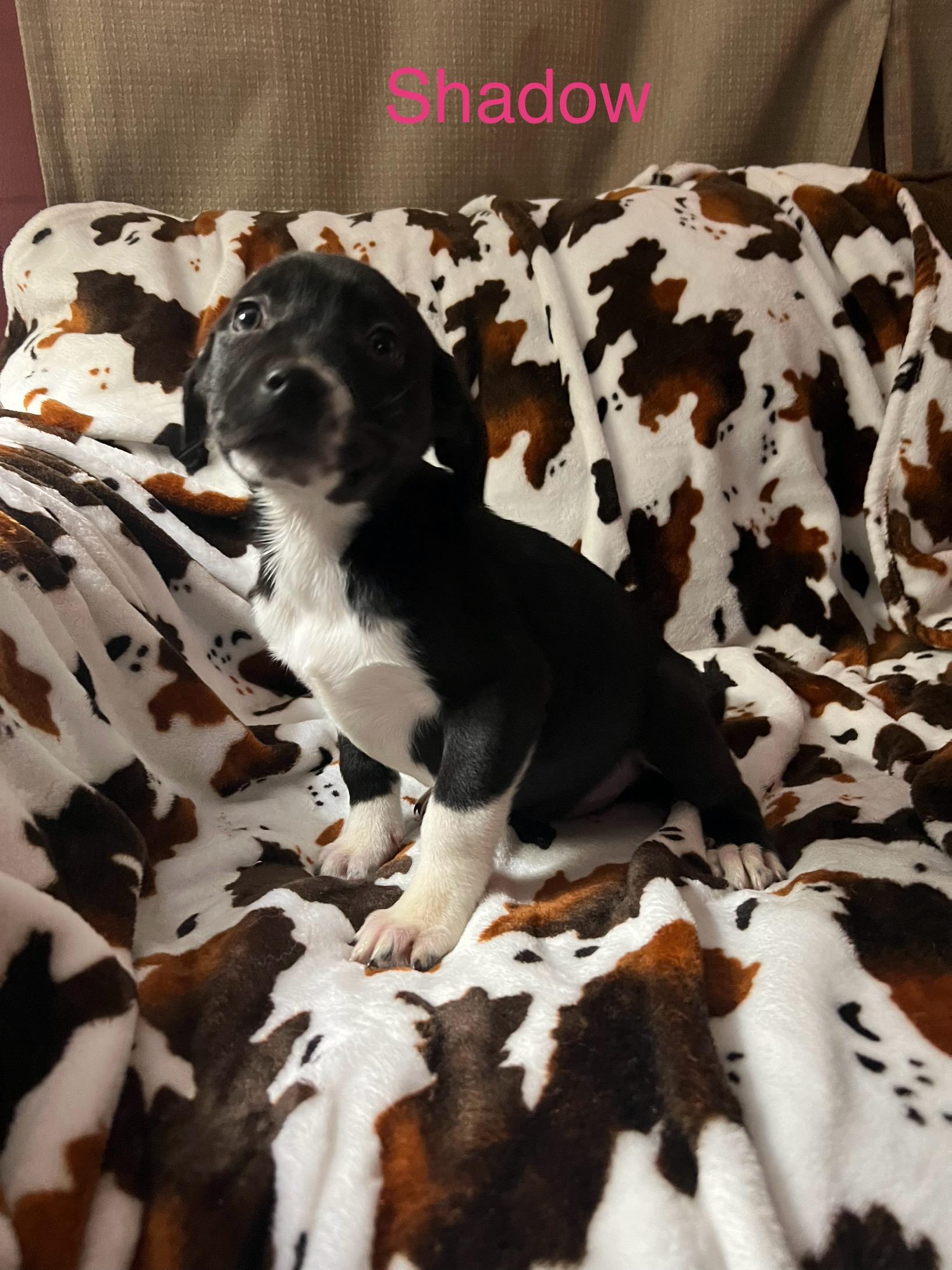 Enlarge Shadow, a ADOPTABLE mixed breed in Davisburg, MI image 3/3