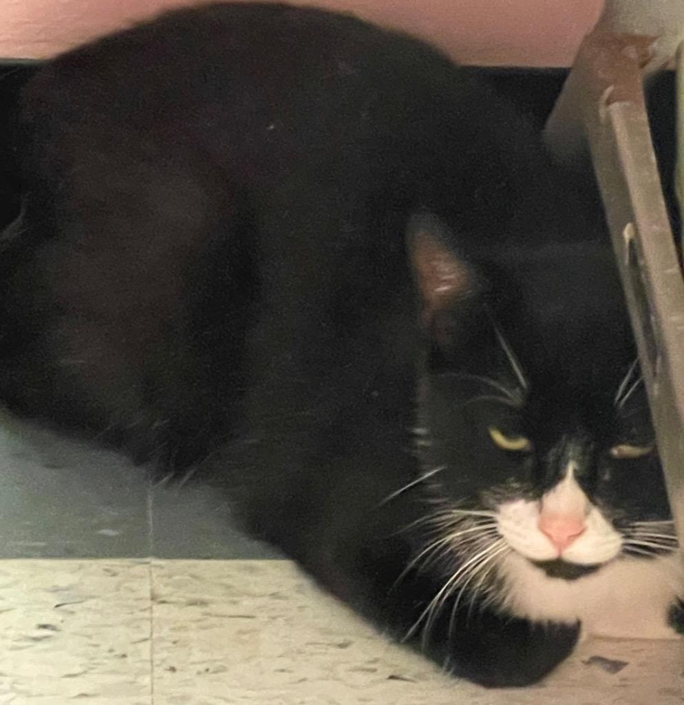 SAM, Adoptable, Young Male Domestic Short Hair.