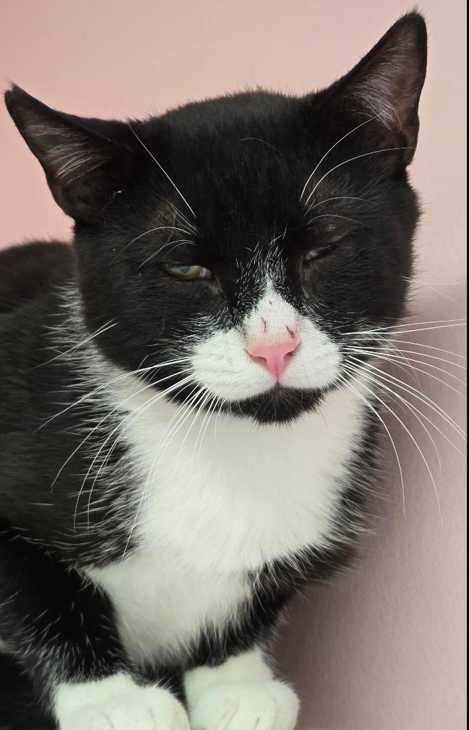 Enlarge SAM, a Adoptable mixed breed in Muskegon, MI image 2/4