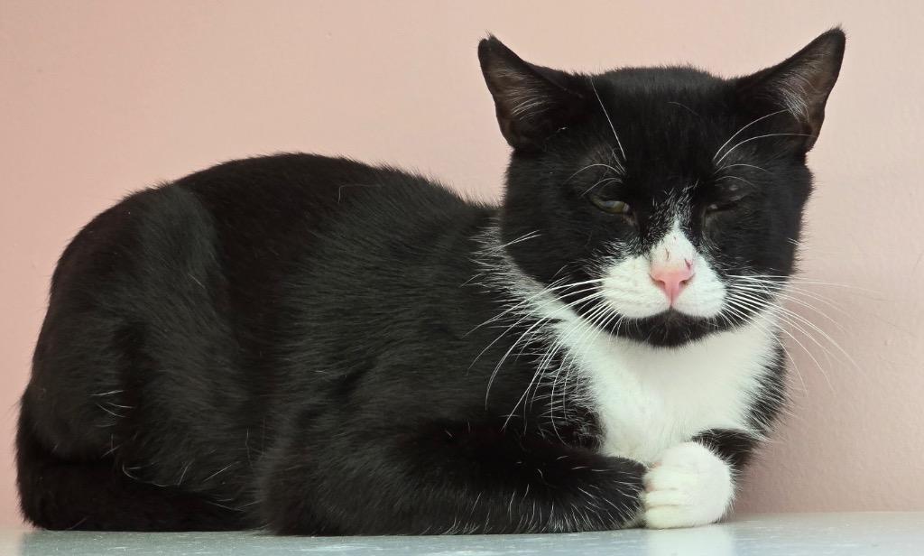 Enlarge SAM, a Adoptable mixed breed in Muskegon, MI image 3/4
