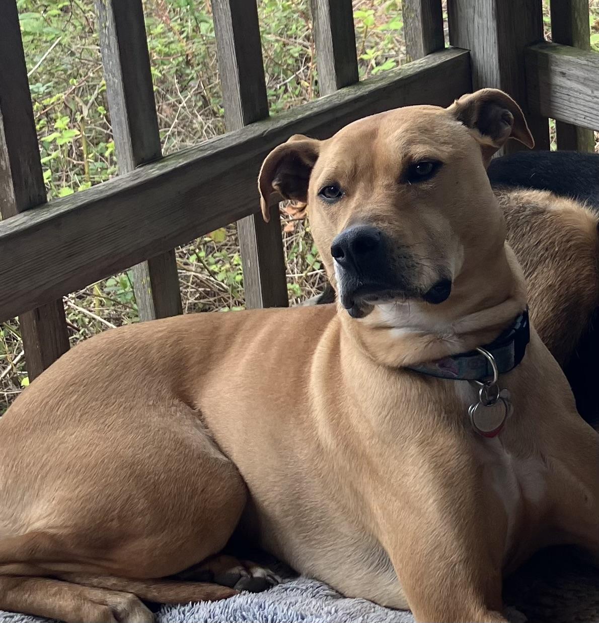 Biscuit, ADOPTABLE, Adult Female American Staffordshire Terrier & Yellow Labrador Retriever.