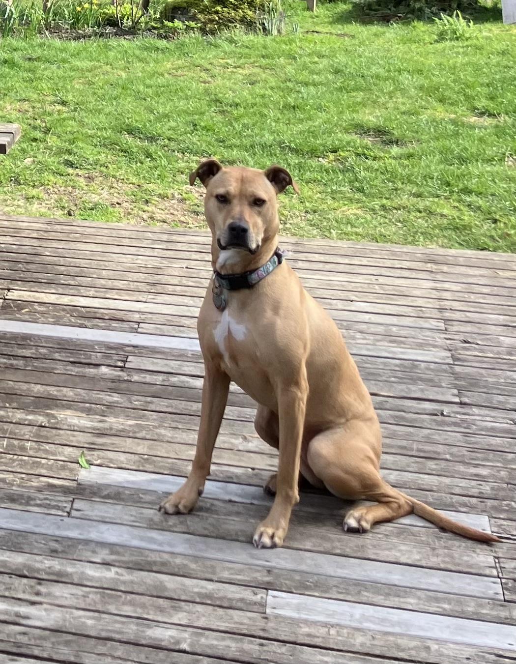 Biscuit, a ADOPTABLE mixed breed in Snoqualmie, WA image 6/6