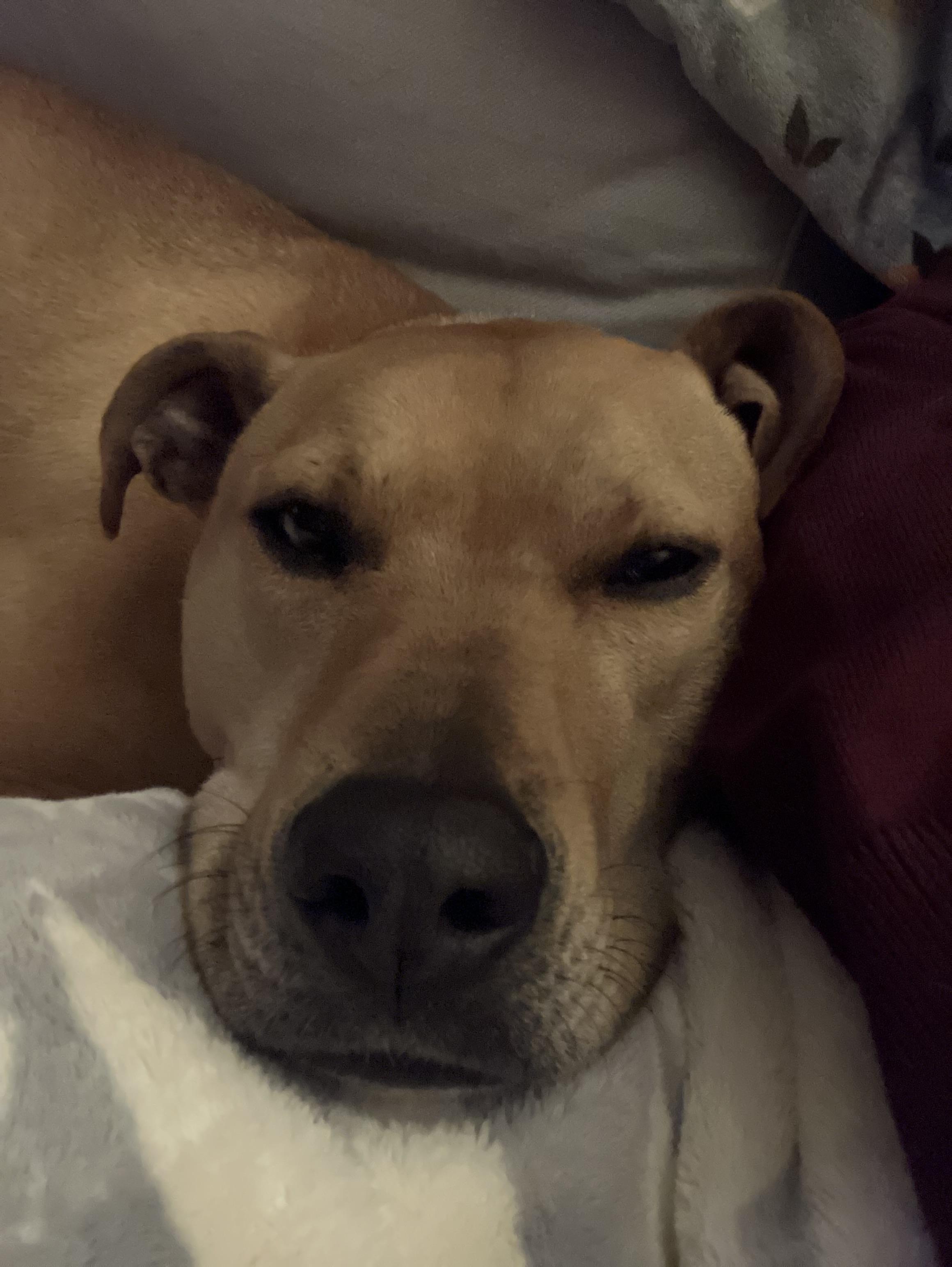 Biscuit, a ADOPTABLE mixed breed in Snoqualmie, WA image 2/6