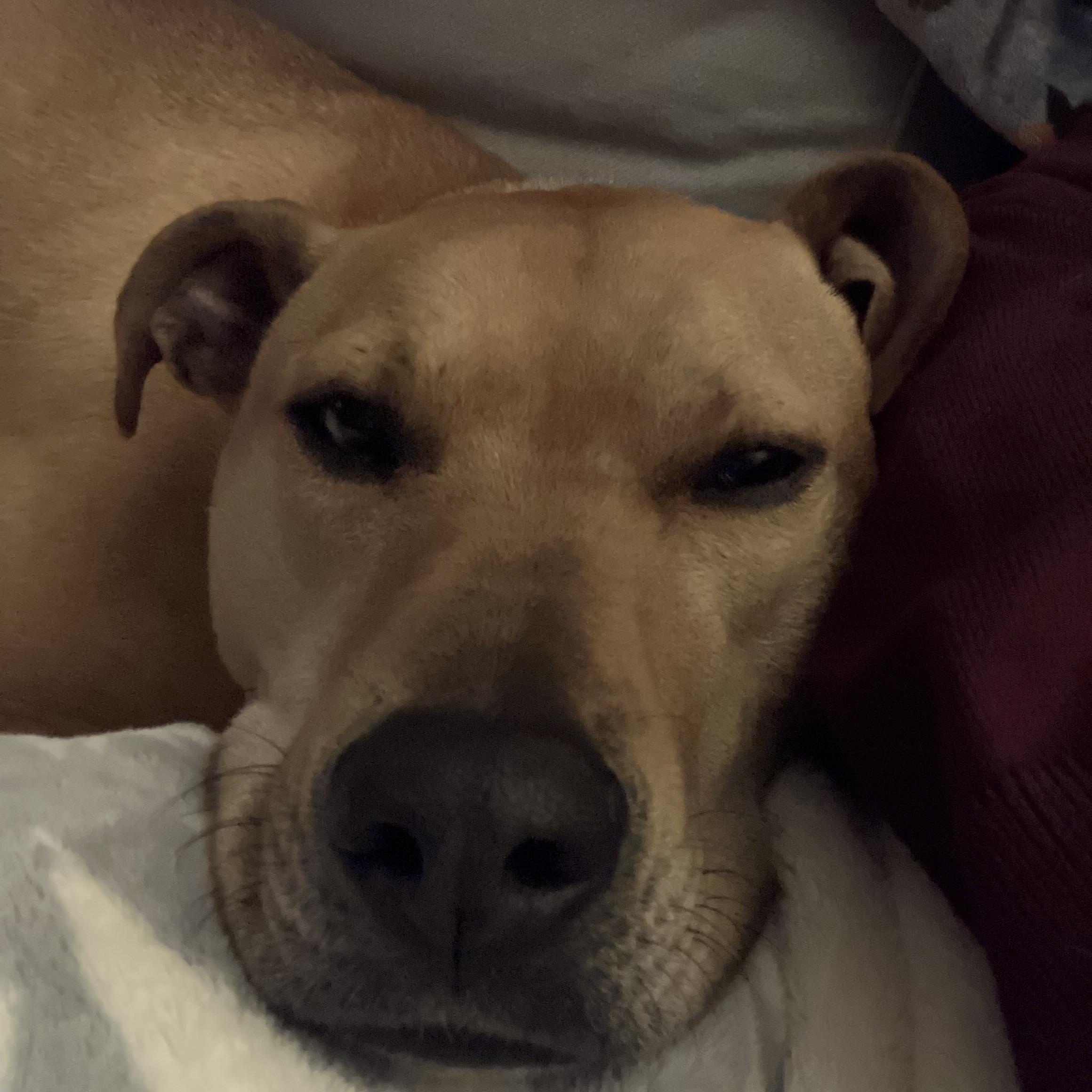 Enlarge Biscuit, a Adoptable mixed breed in Snoqualmie, WA image 3/6