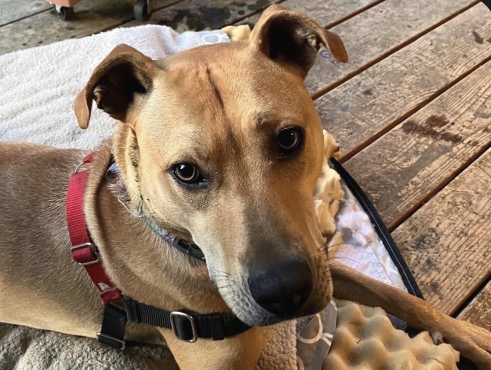 Biscuit, a ADOPTABLE mixed breed in Snoqualmie, WA image 3/6