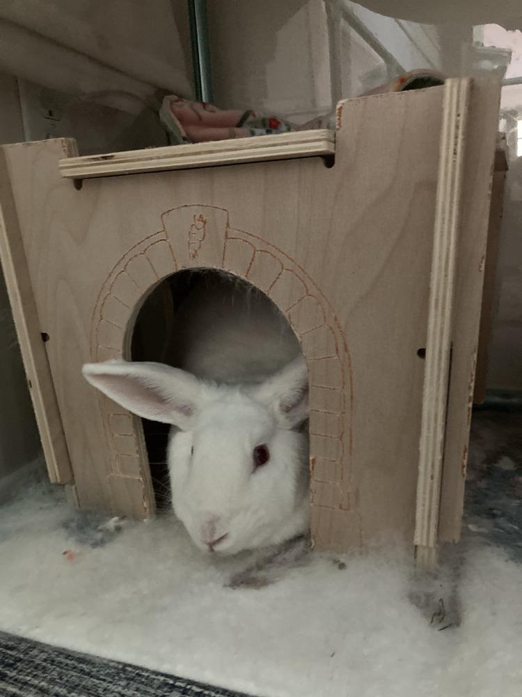 Enlarge Clover, a Adoptable New Zealand in Naples, FL image 2/6