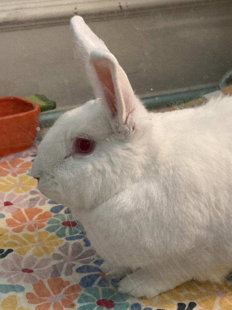 Enlarge Clover, a Adoptable New Zealand in Naples, FL image 3/6