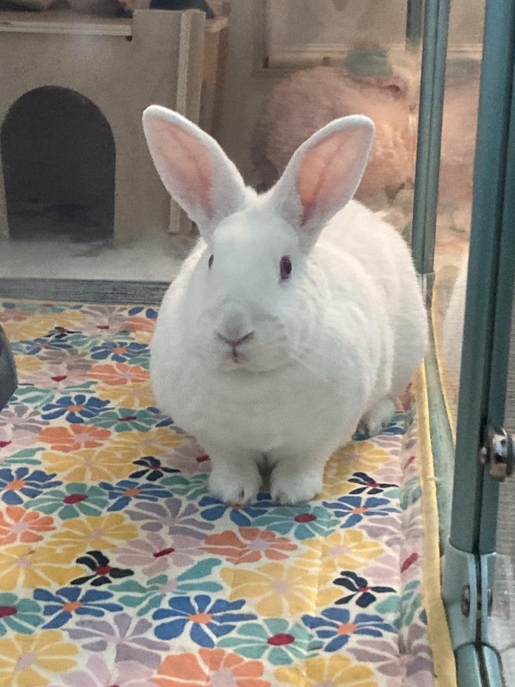 Enlarge Clover, a Adoptable New Zealand in Naples, FL image 4/6