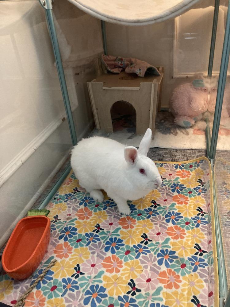 Enlarge Clover, a Adoptable New Zealand in Naples, FL image 5/6