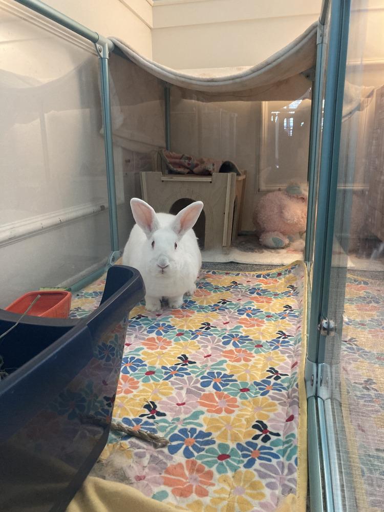 Enlarge Clover, a Adoptable New Zealand in Naples, FL image 6/6