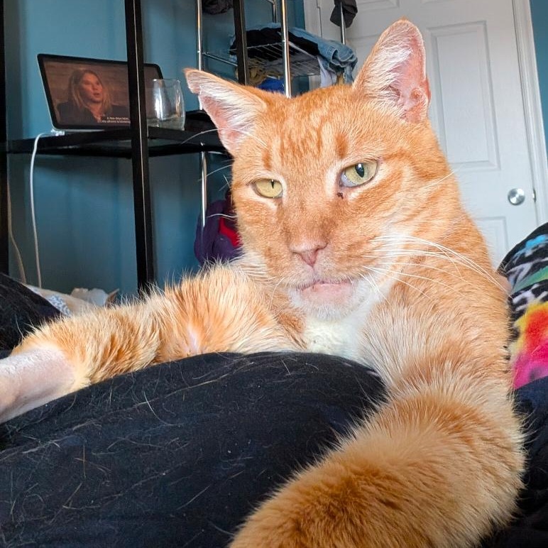 Enlarge Gilbert, a Adoptable mixed breed in Hyattsville, MD image 4/6