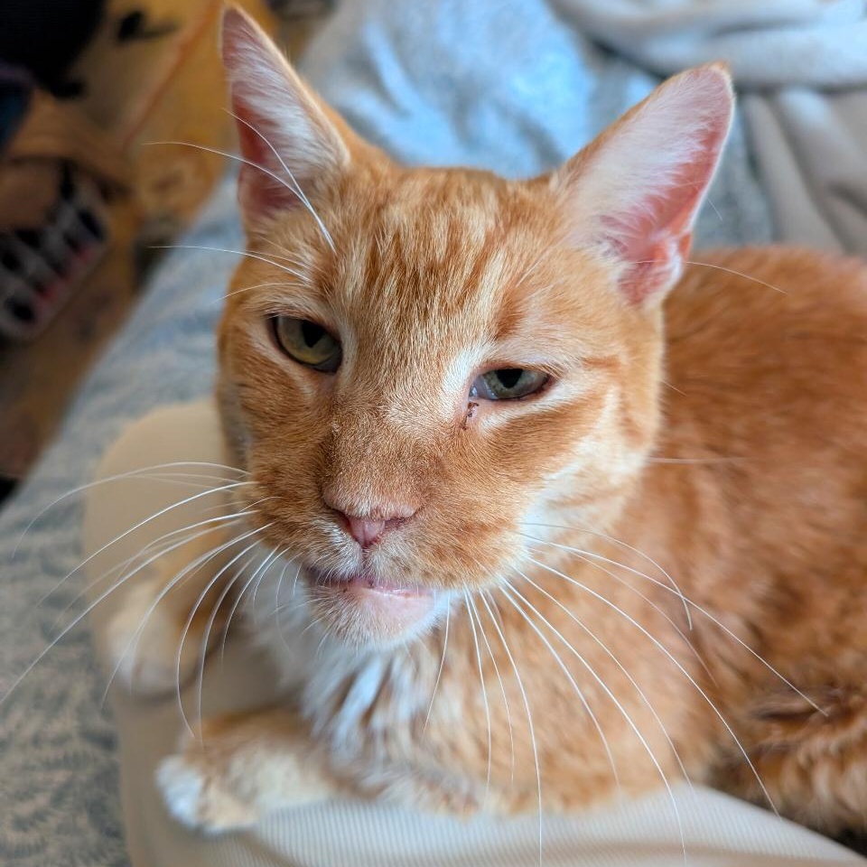 Enlarge Gilbert, a Adoptable mixed breed in Hyattsville, MD image 5/6