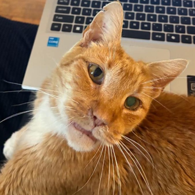 Gilbert, Adoptable, Senior Male Tabby & Domestic Short Hair.