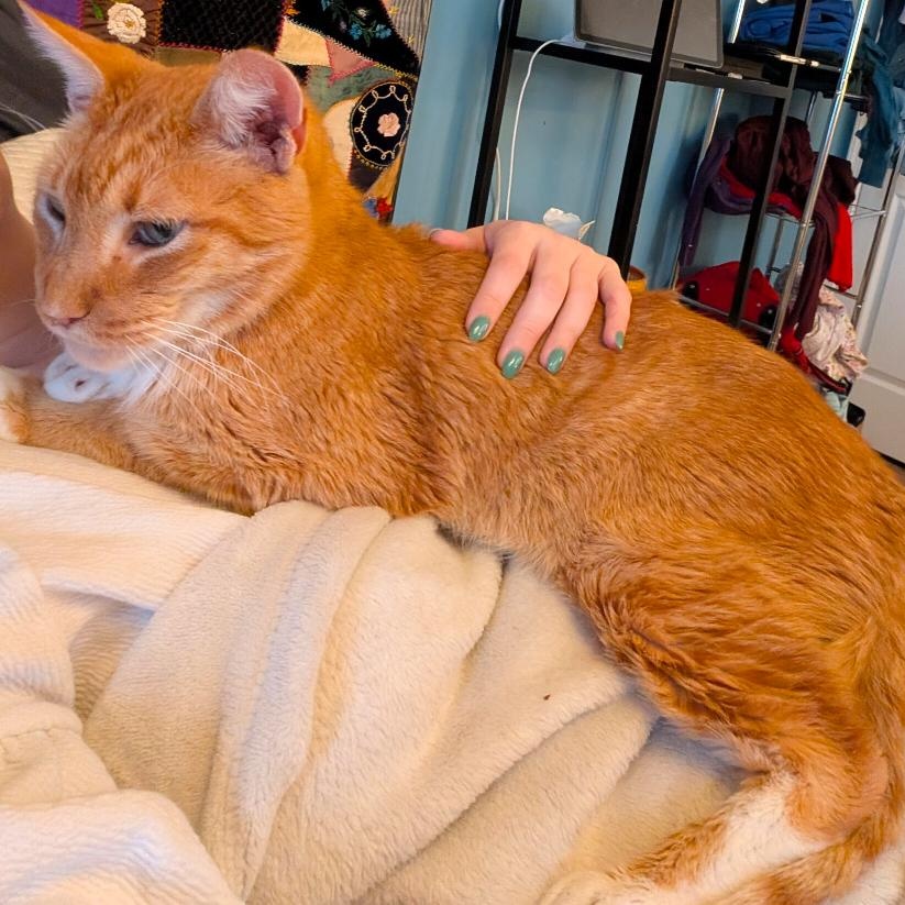 Enlarge Gilbert, a Adoptable mixed breed in Hyattsville, MD image 6/6