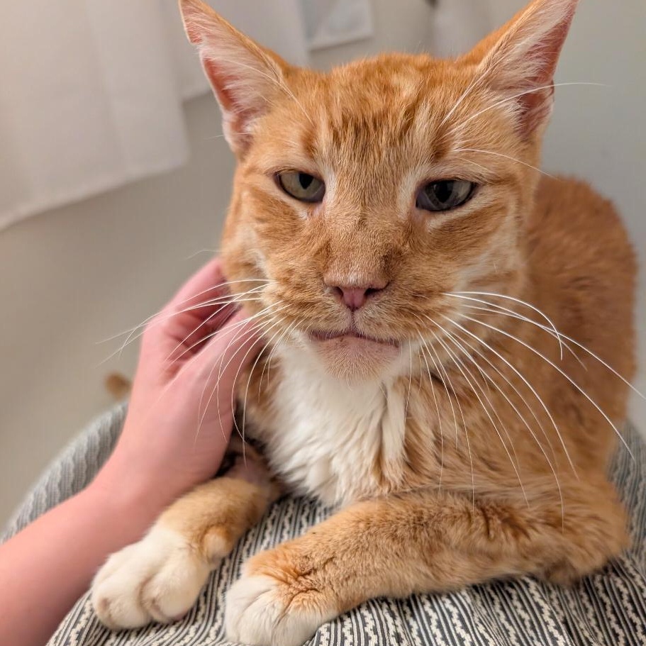 Enlarge Gilbert, a Adoptable mixed breed in Hyattsville, MD image 3/6