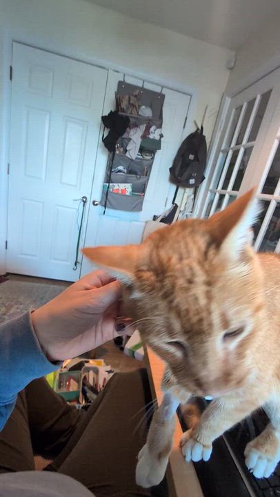 Enlarge Gilbert, a Adoptable mixed breed in Hyattsville, MD video 2/6