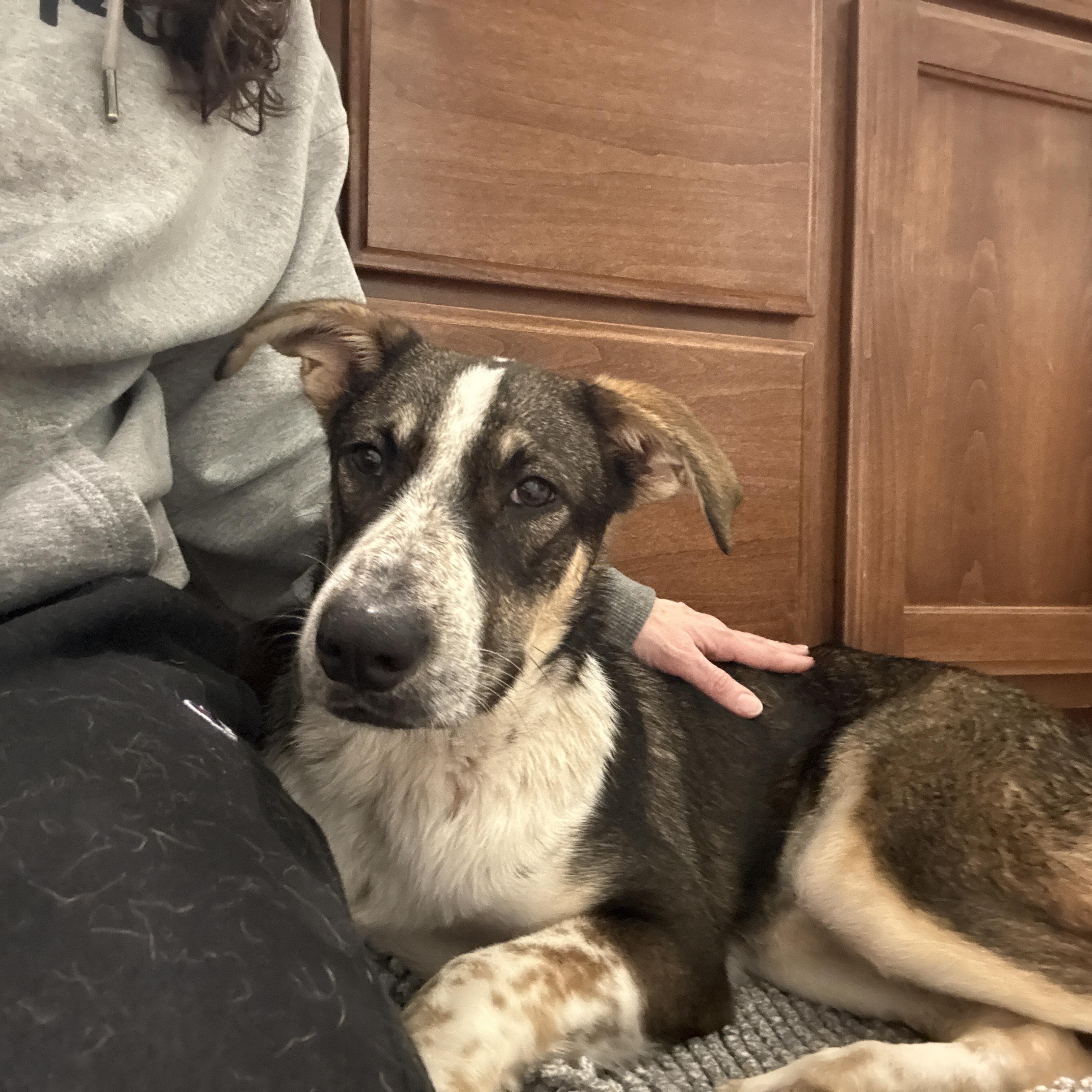 Enlarge Shelby, a Adoptable mixed breed in White River Junction , VT image 2/5