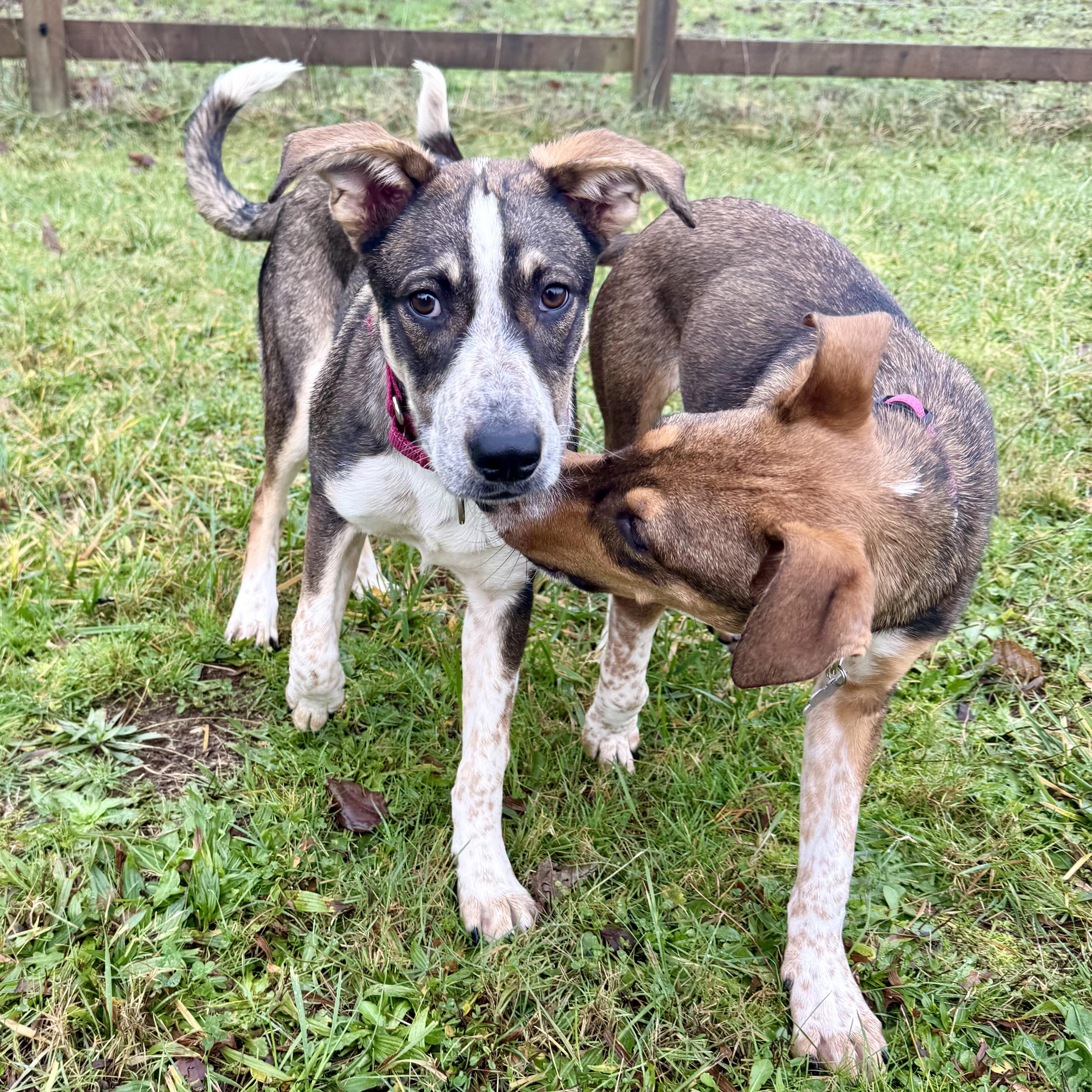 Enlarge Shelby, a Adoptable mixed breed in White River Junction , VT image 5/5