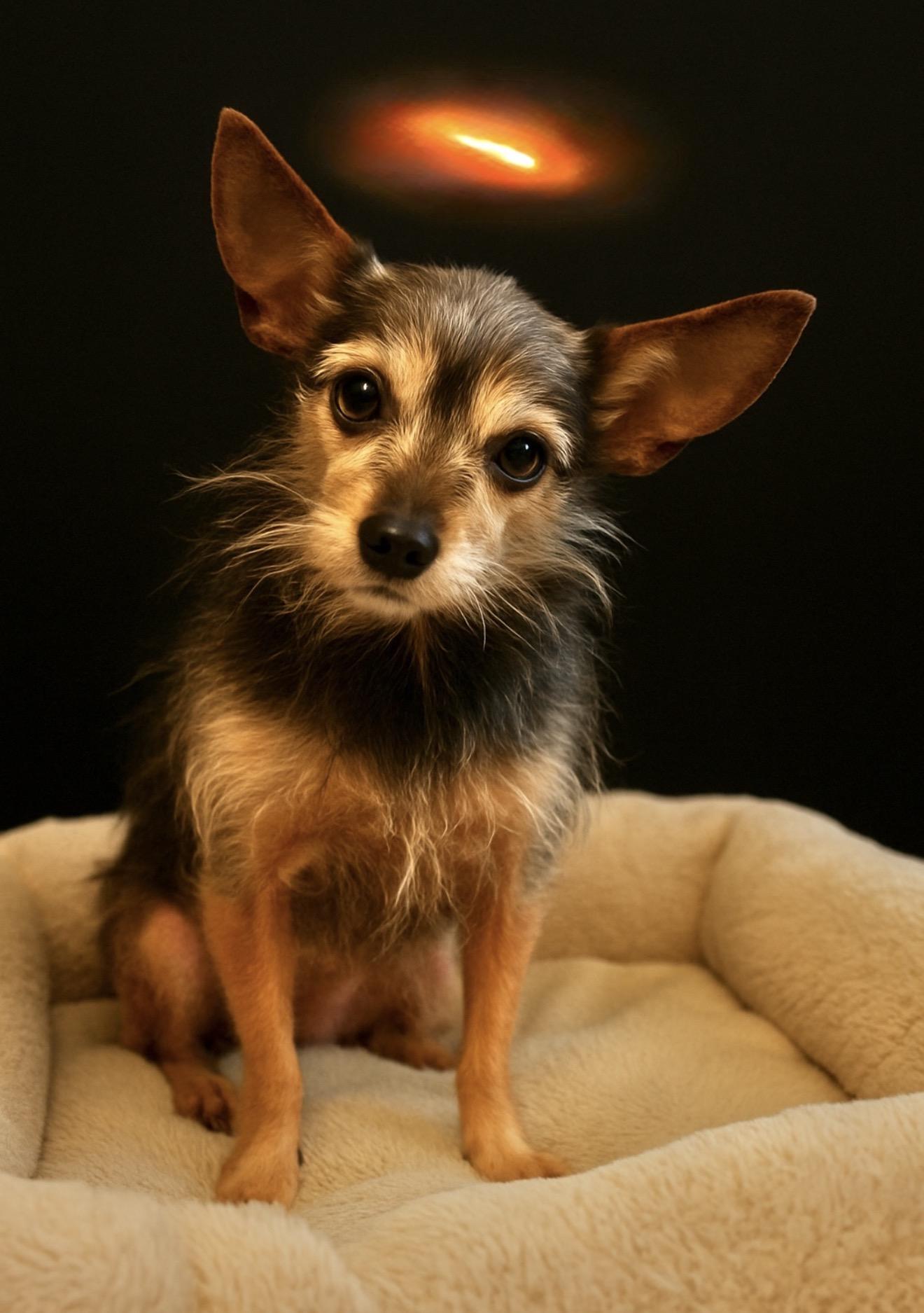 Enlarge Ozzy, a Adoptable mixed breed in Calverton, NY image 1/4