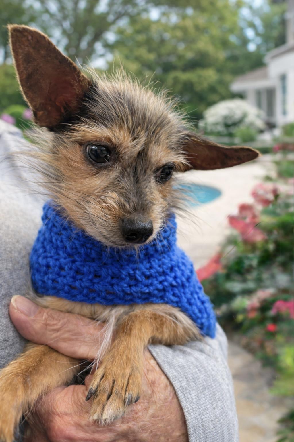 Enlarge Ozzy, a Adoptable mixed breed in Calverton, NY image 4/4