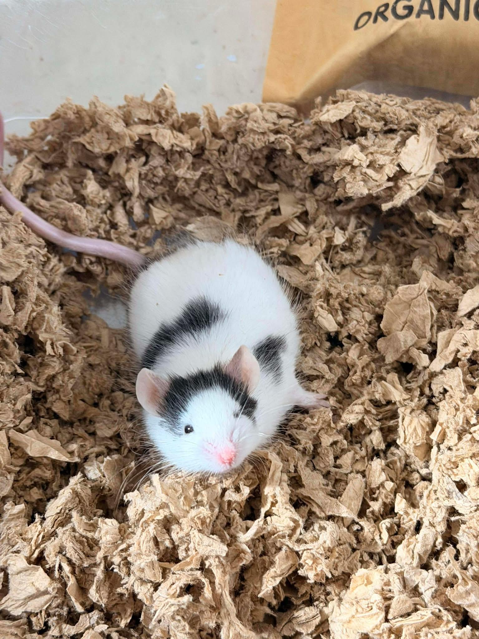 Enlarge Milo, a ADOPTABLE Mouse in Eugene, OR image 2/4