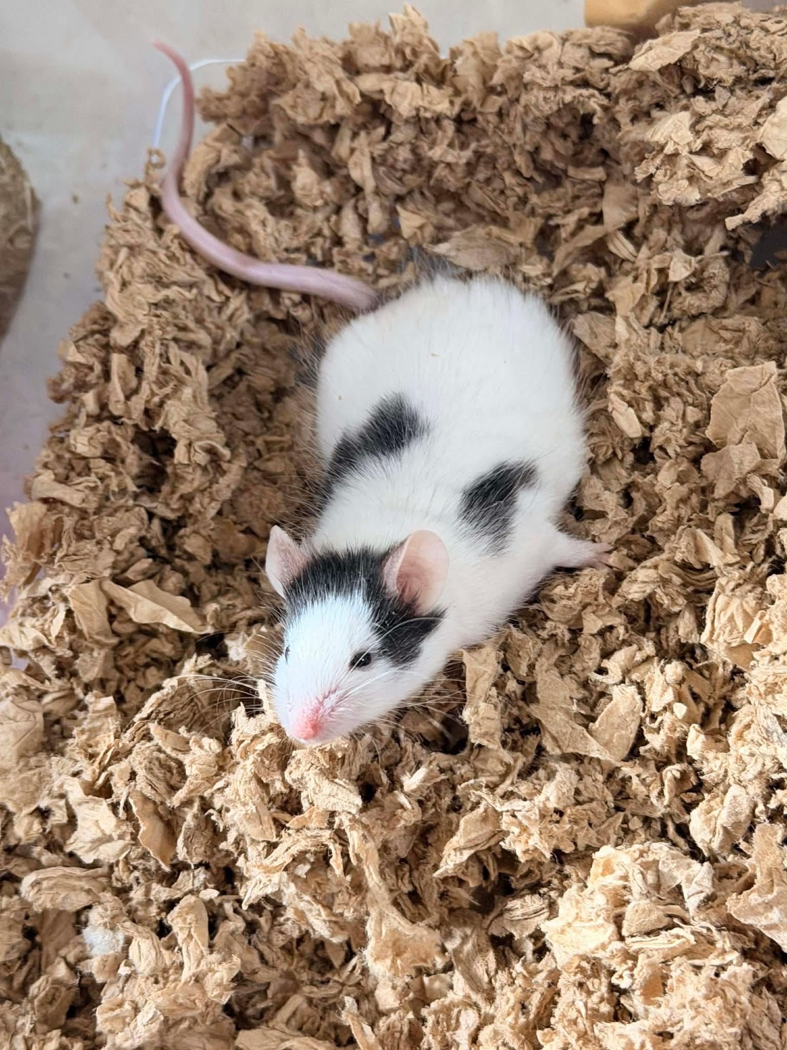 Enlarge Milo, a ADOPTABLE Mouse in Eugene, OR image 3/4