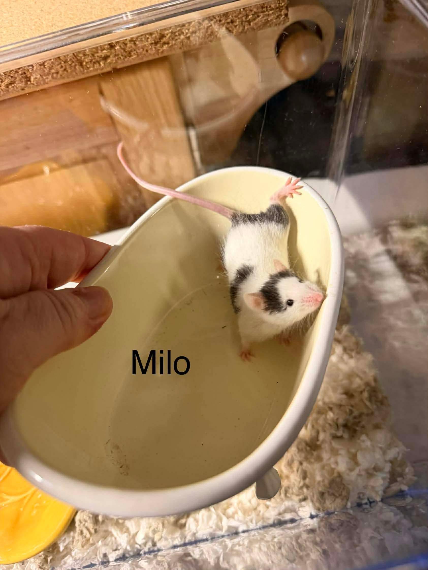 Milo, ADOPTABLE, Young Male Mouse.