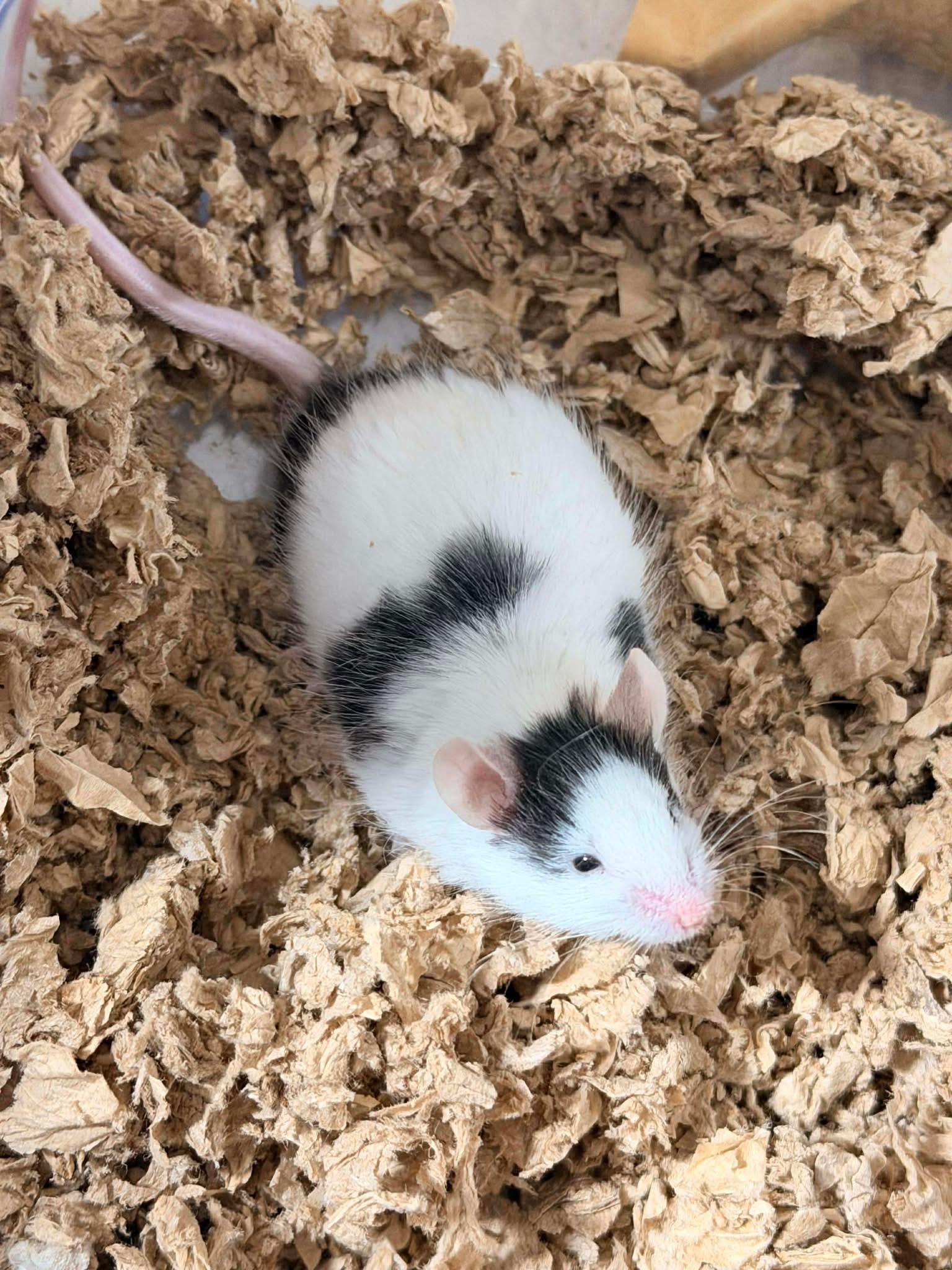 Enlarge Milo, a ADOPTABLE Mouse in Eugene, OR image 4/4