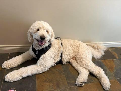 Kai - part of a bonded pair with Abby, ADOPTABLE, Adult Male Standard Poodle.