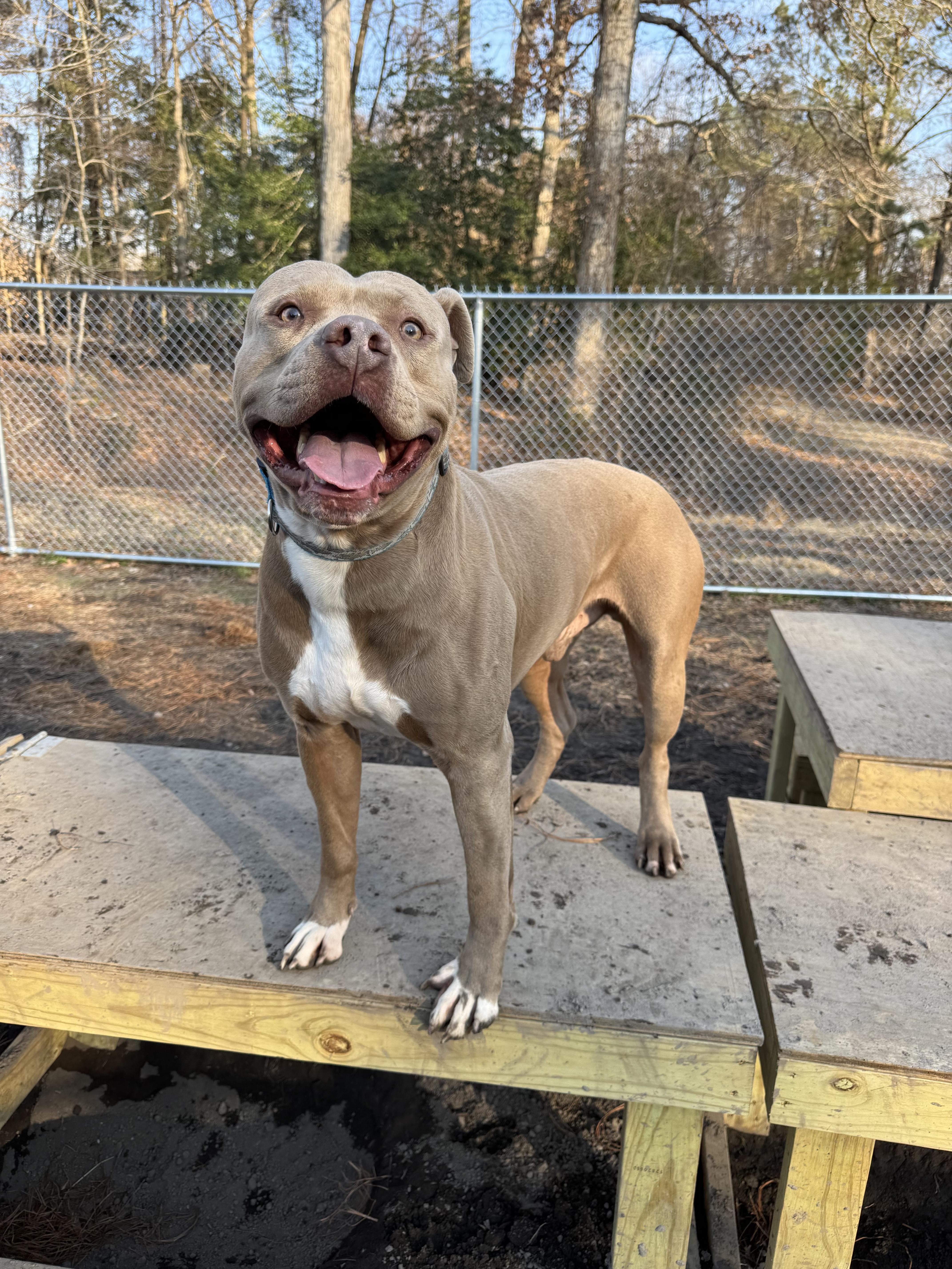 Slick, a ADOPTABLE Pit Bull Terrier in Gloucester, VA image 2/4