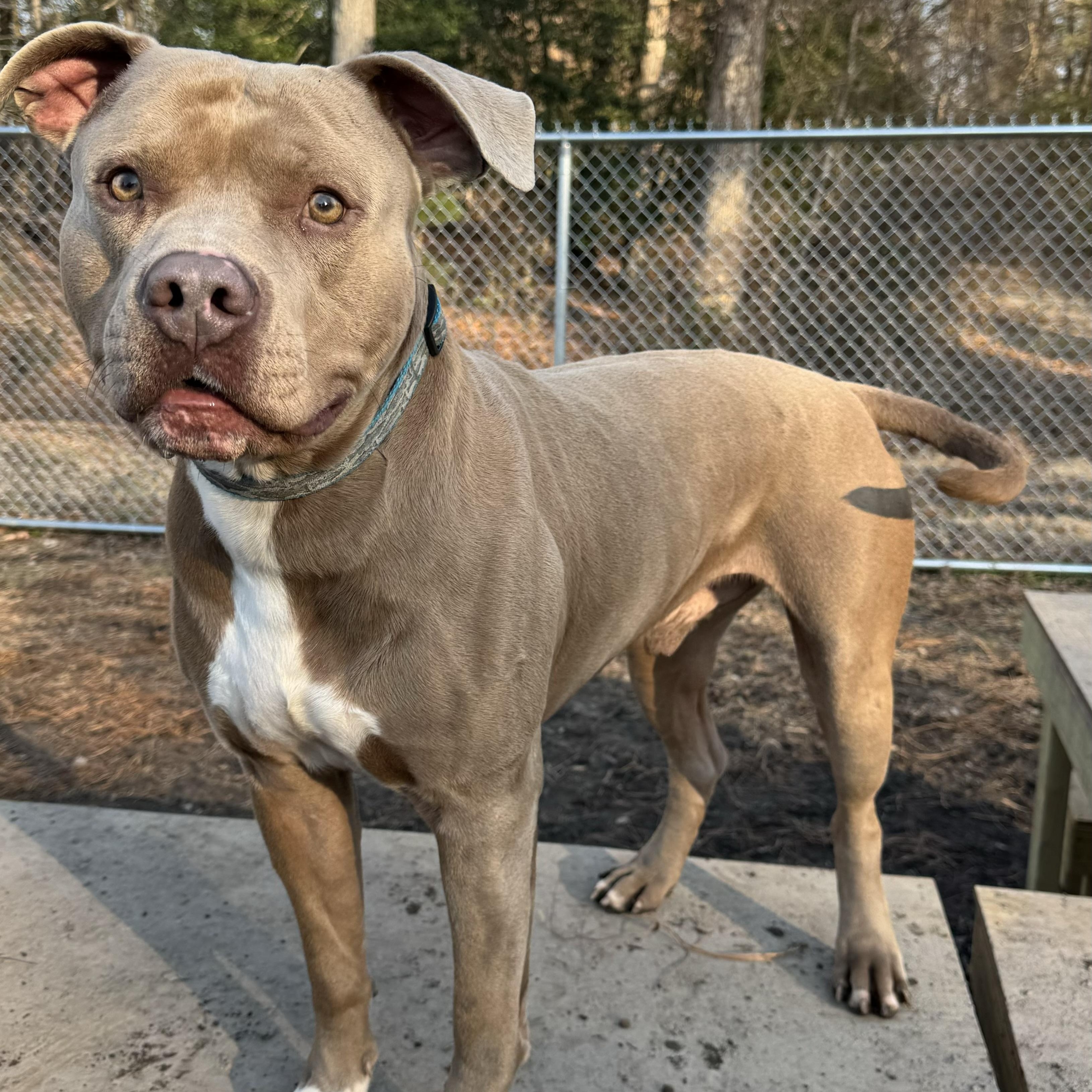 Slick, ADOPTABLE, Adult Male Pit Bull Terrier.