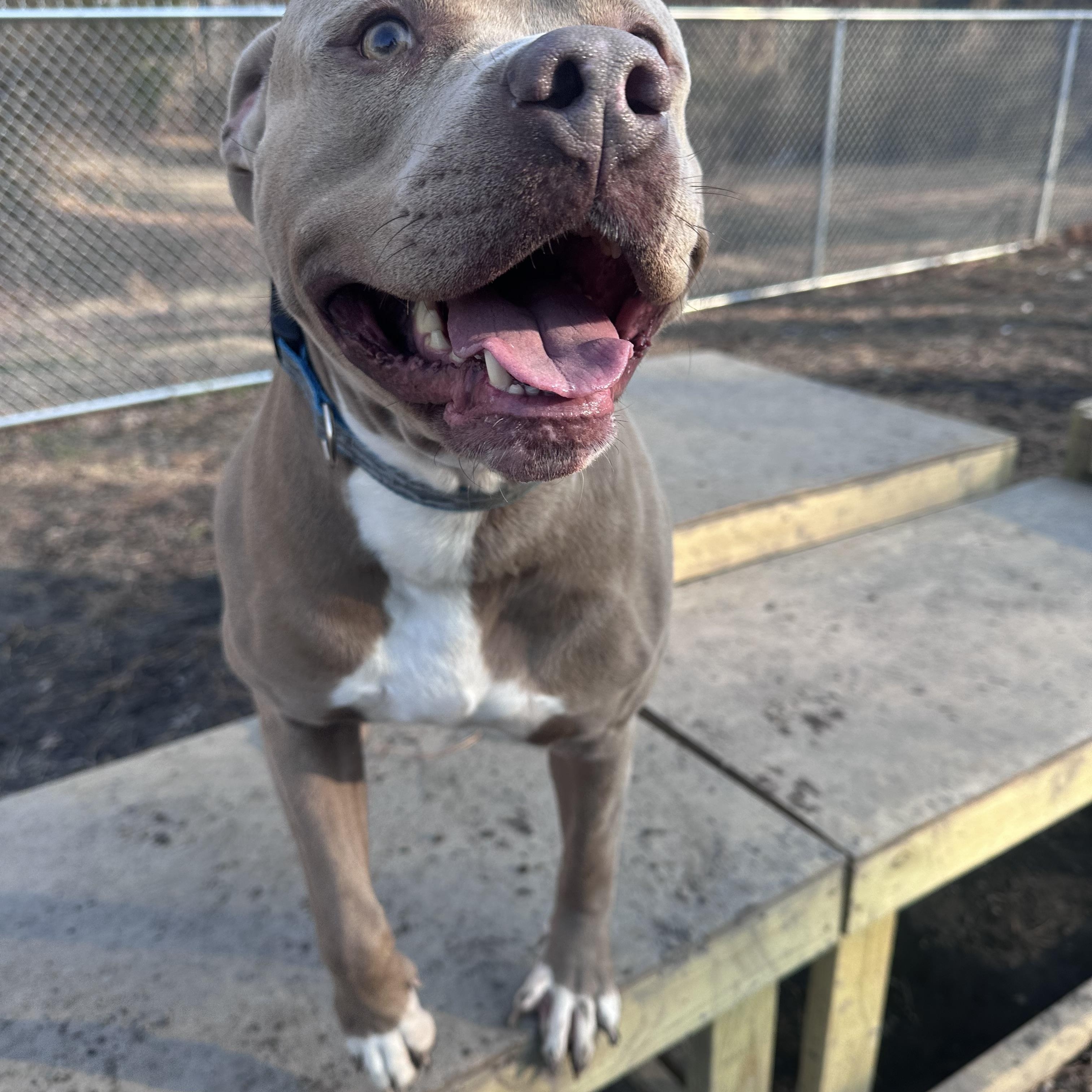 Slick, a ADOPTABLE Pit Bull Terrier in Gloucester, VA image 4/4