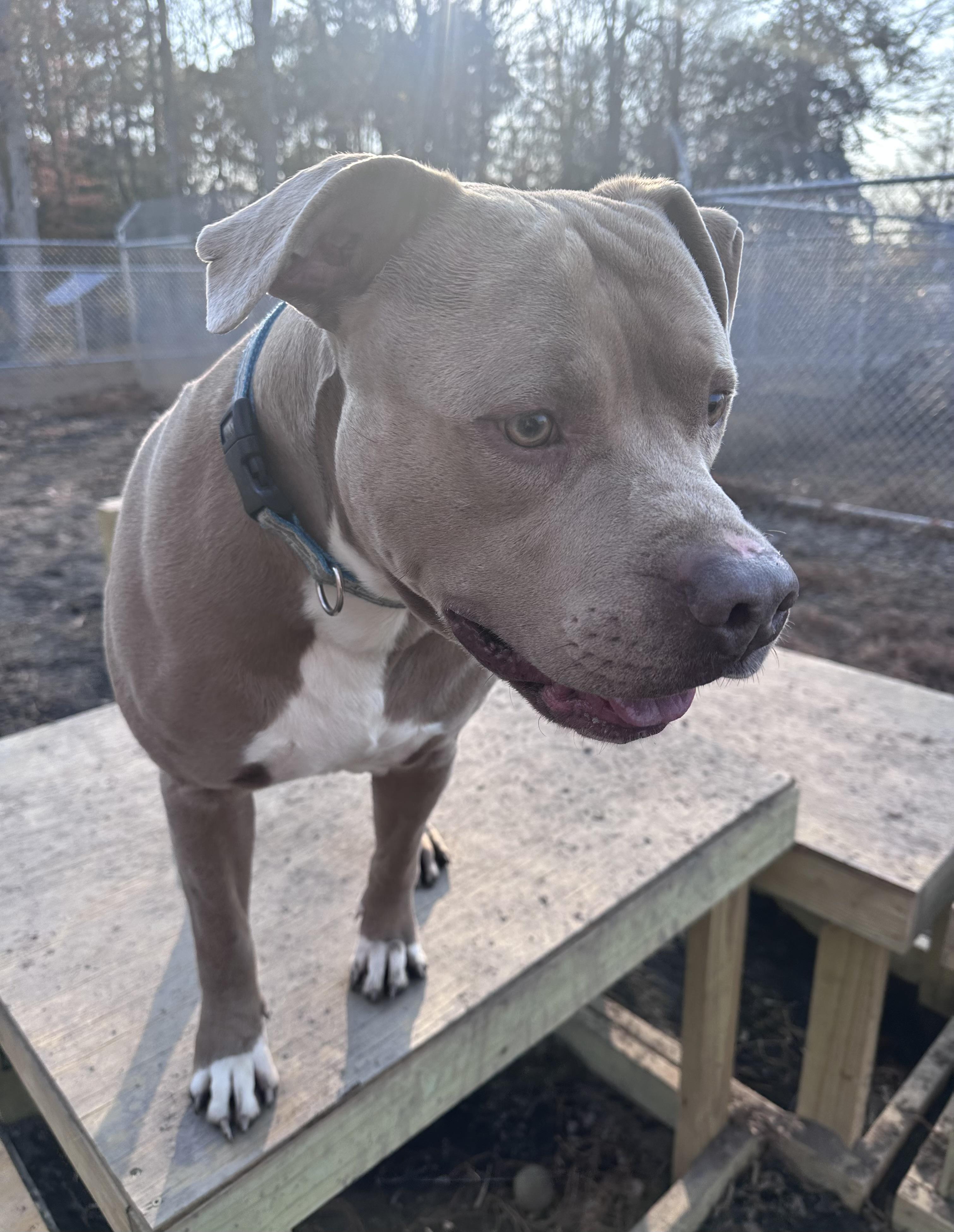 Slick, a ADOPTABLE Pit Bull Terrier in Gloucester, VA image 3/4
