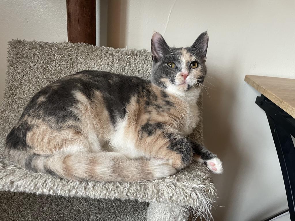 Enlarge Gaia, a Adoptable mixed breed in Athens, OH image 2/3