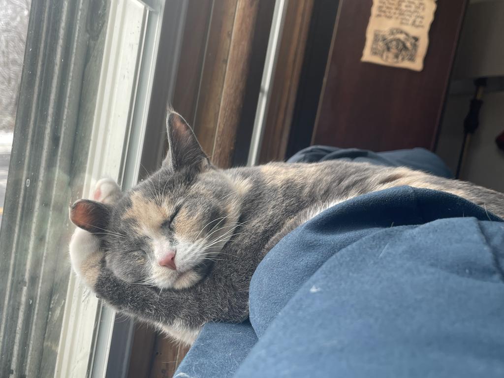 Enlarge Gaia, a Adoptable mixed breed in Athens, OH image 3/3