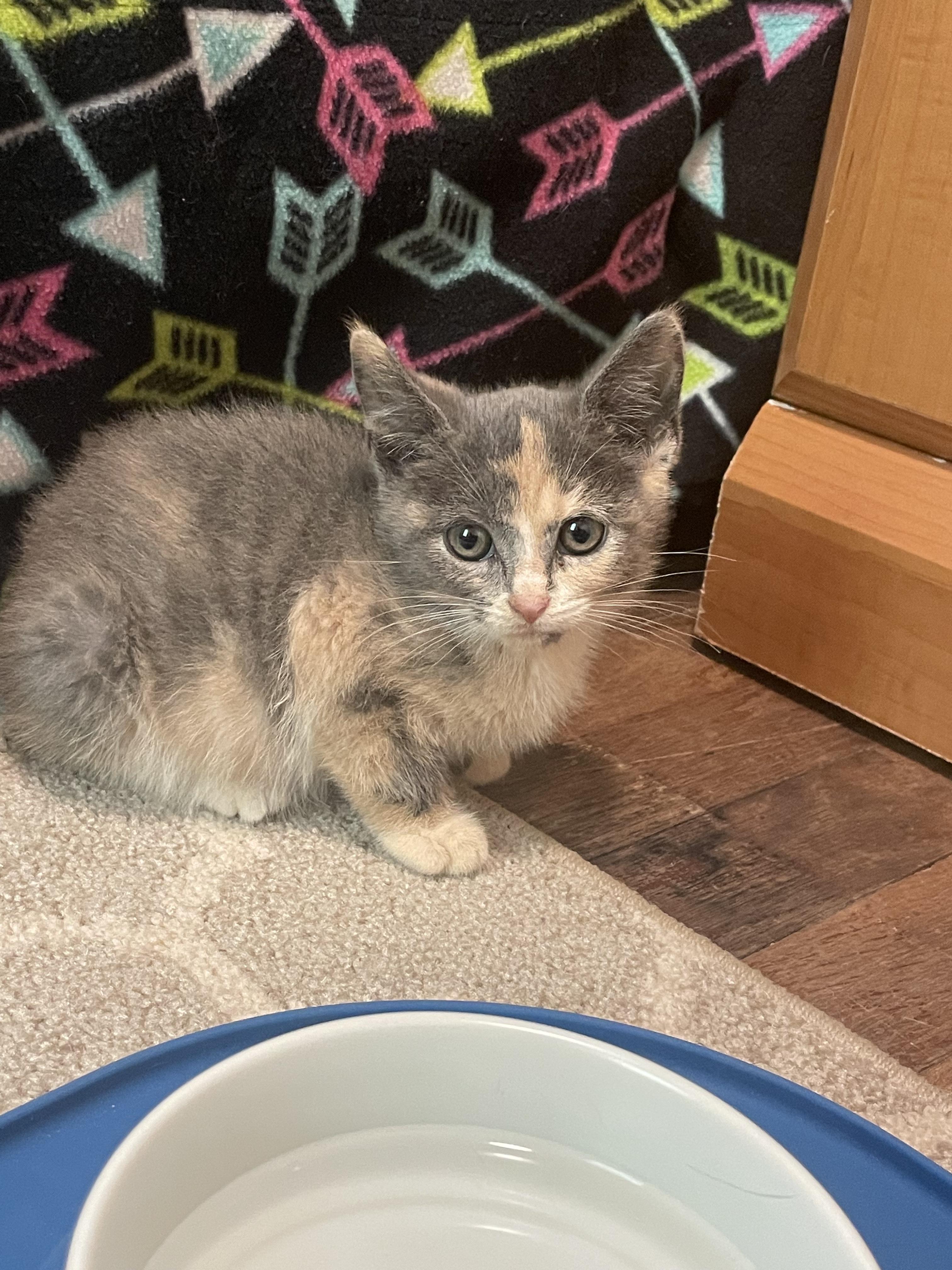 Gaia, a Adoptable mixed breed in Athens, OH image 2/3