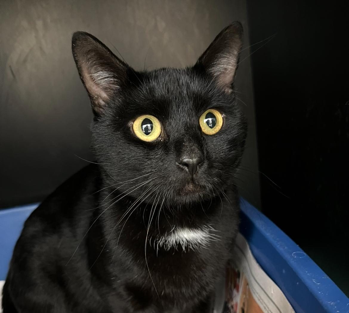 Ham Sandwich, adoptable, Adult Male Domestic Short Hair.