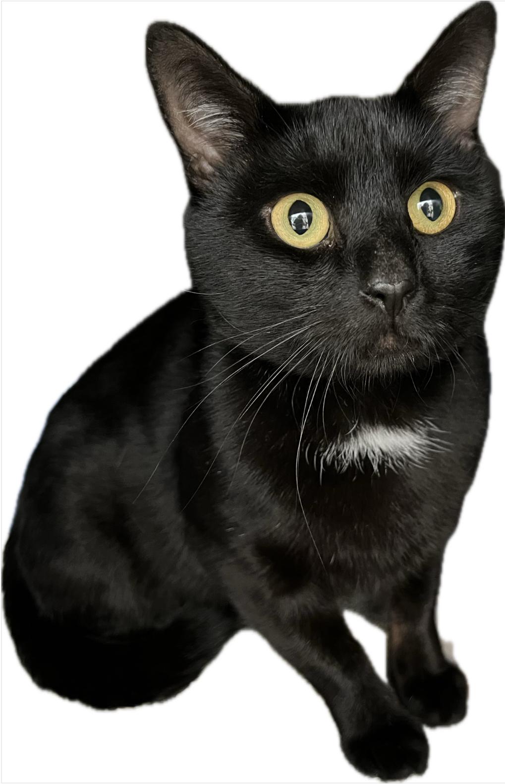 Enlarge Ham Sandwich, an adoptable Domestic Short Hair in New Rochelle, NY image 2/2