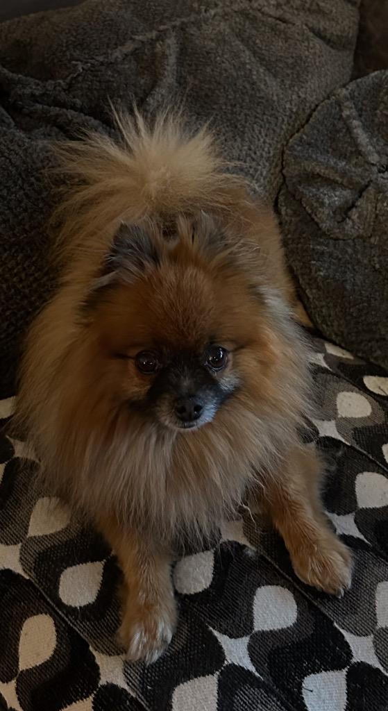 Enlarge Boo, a Adopted Pomeranian in Valparaiso, IN image 1/2