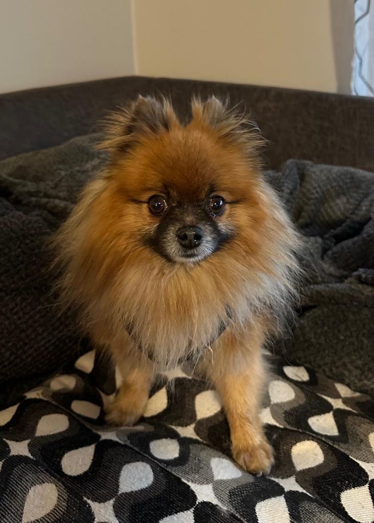 Enlarge Boo, a Adopted Pomeranian in Valparaiso, IN image 2/2