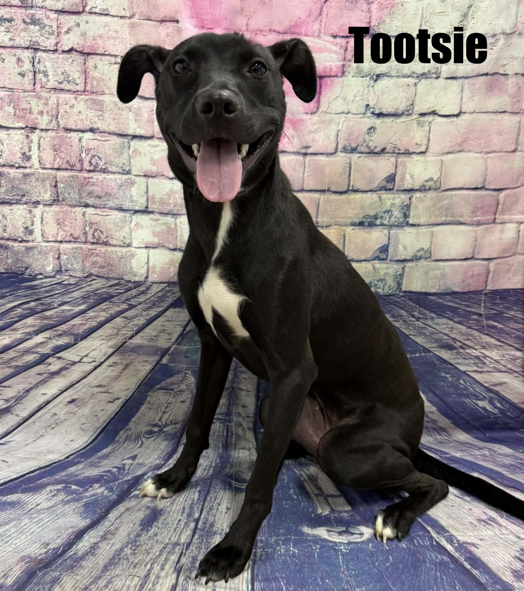 Tootsie, Adoptable, Young Female Black Labrador Retriever.