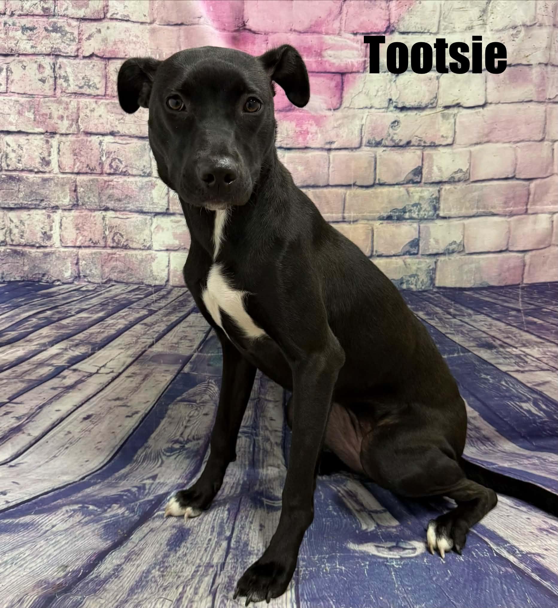 Enlarge Tootsie, a Adoptable mixed breed in Quincy, MI image 3/3