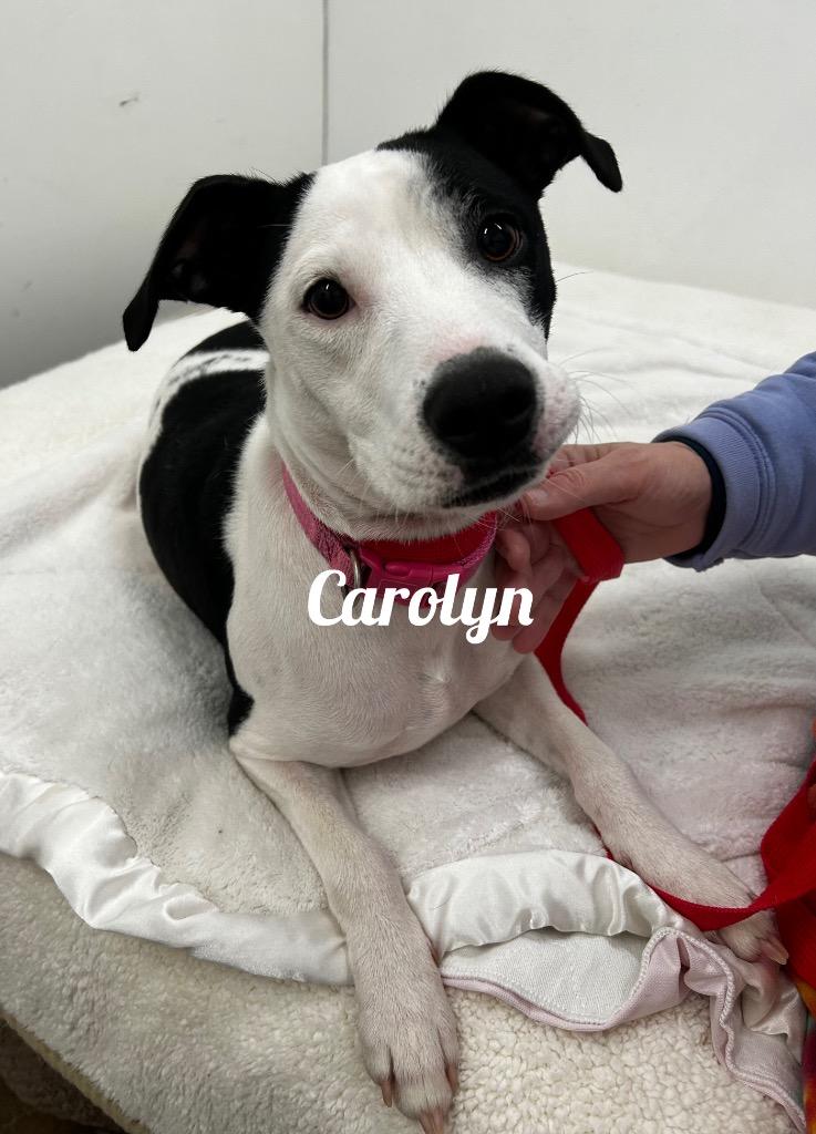 Caroline, Adoptable, Young Female Pit Bull Terrier.