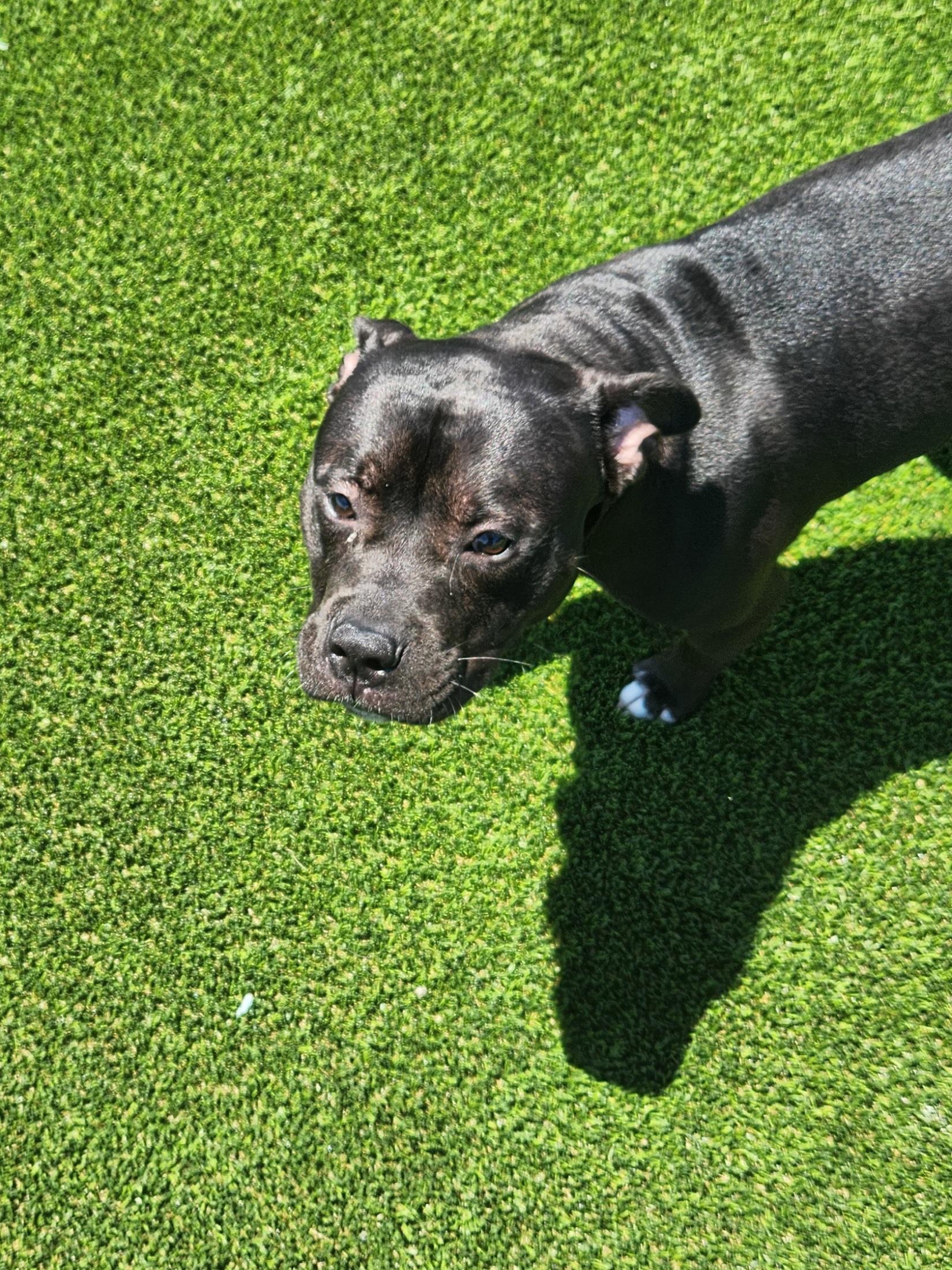 BOLT