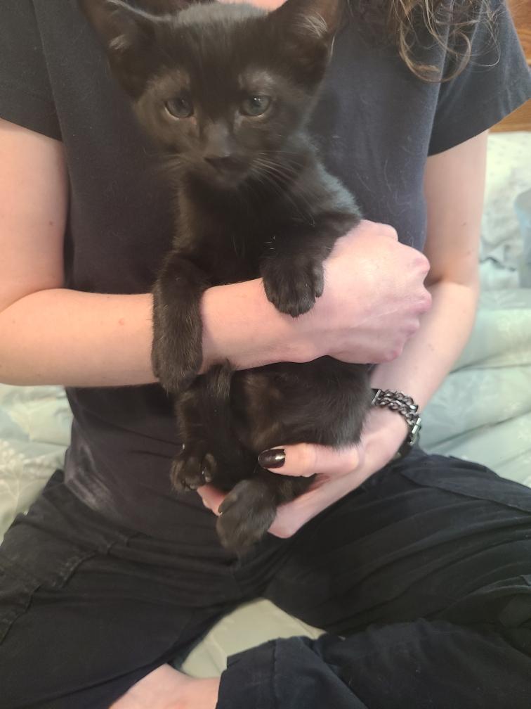 Stuart, Adoptable, Kitten Male Domestic Short Hair.