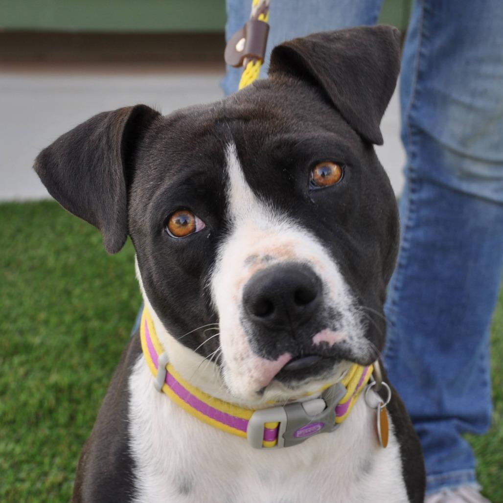 Enlarge Molly, a Adoptable Mixed Breed in Prescott, AZ image 1/6