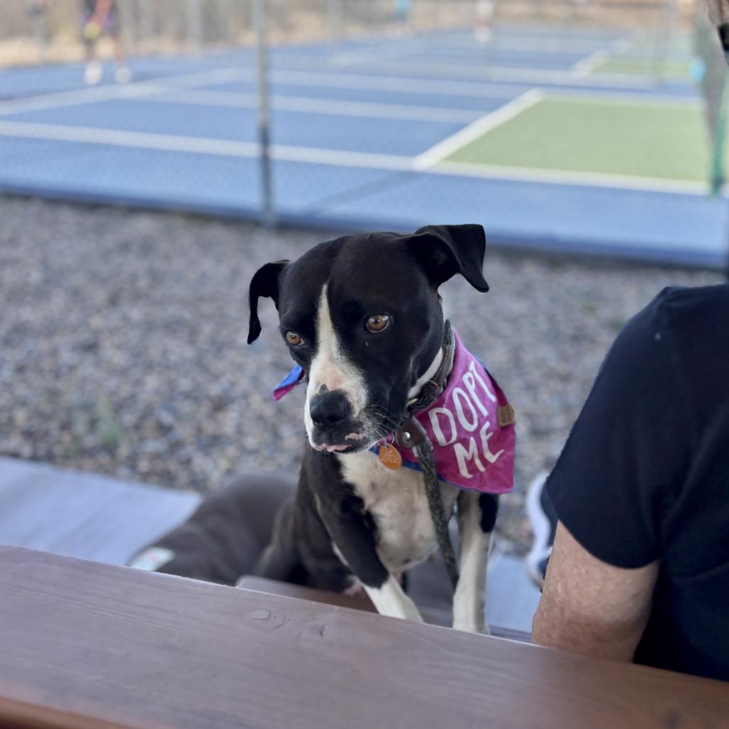 Enlarge Molly, a Adoptable Mixed Breed in Prescott, AZ image 2/6