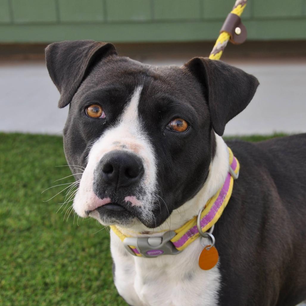 Enlarge Molly, a Adoptable Mixed Breed in Prescott, AZ image 3/6