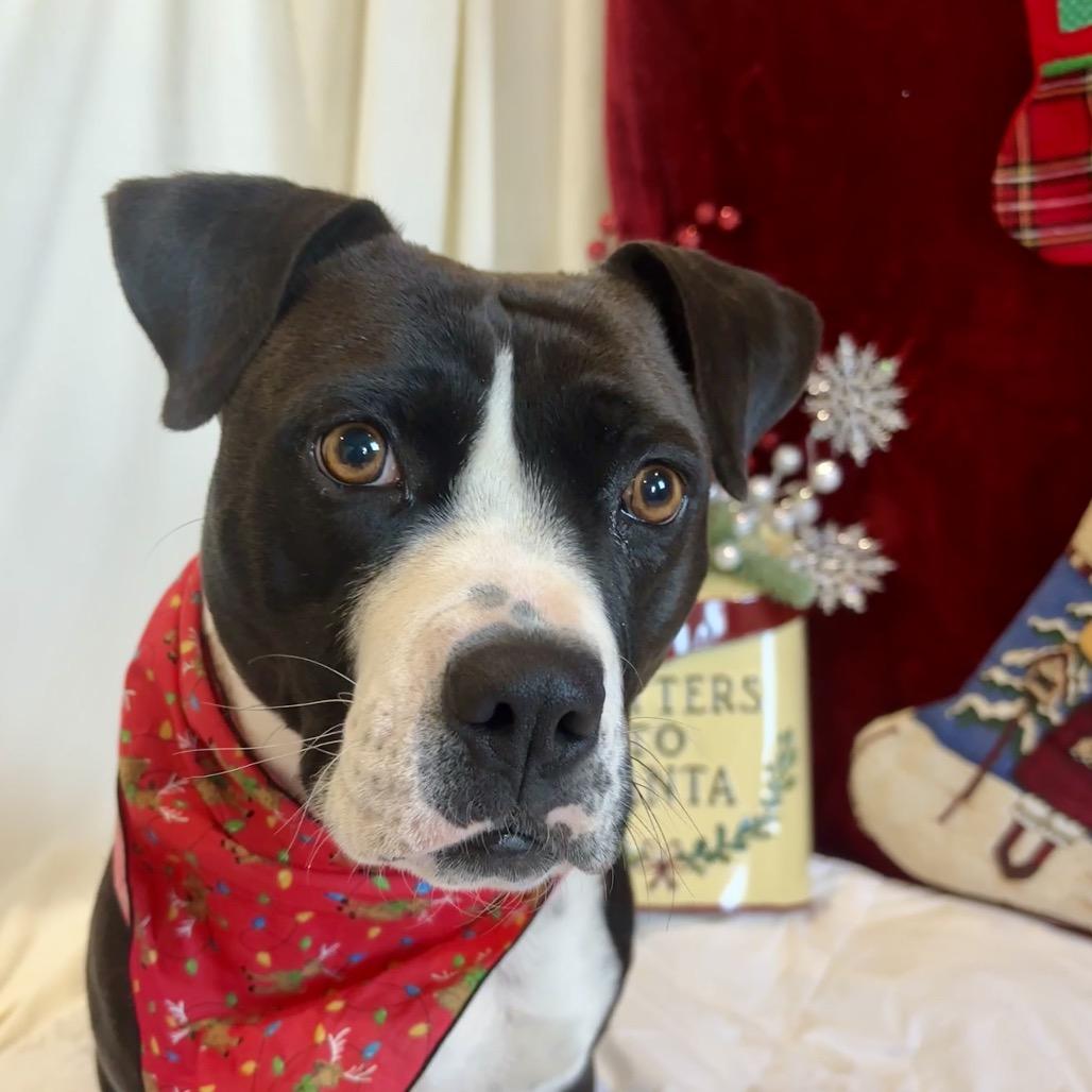 Molly, Adoptable, Adult Female Mixed Breed.