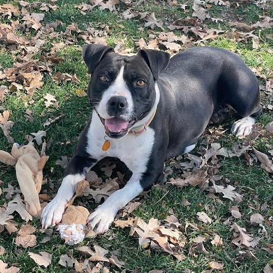 Enlarge Molly, a Adoptable Mixed Breed in Prescott, AZ image 3/6